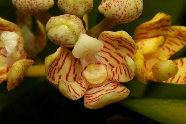 orchid acampa photo