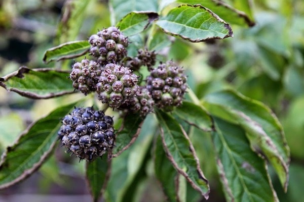 Acantopanax sessile-bulaklak