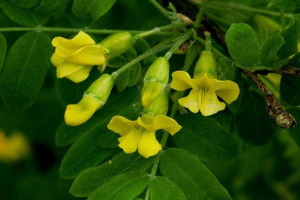 yellow acacia