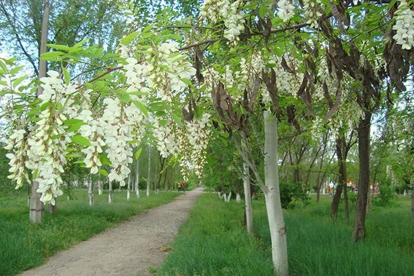 white acacia