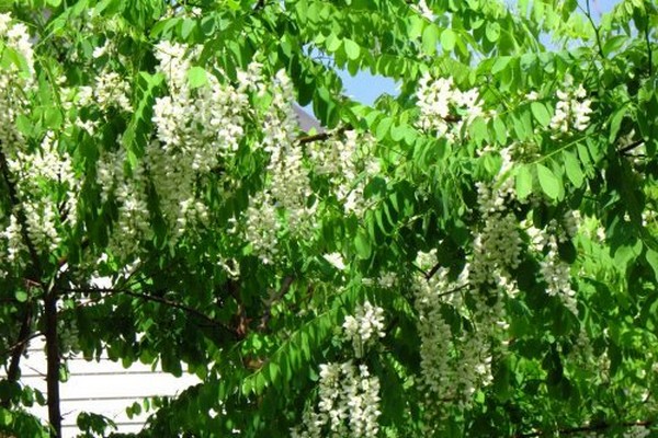 white acacia