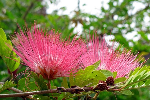 Lankaran acacia