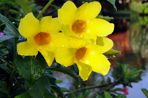 Allamanda-Foto