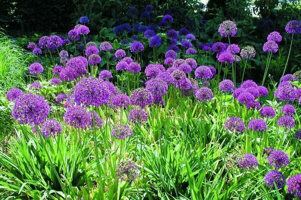 Allium photo