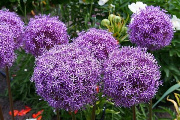 Allium fotografija