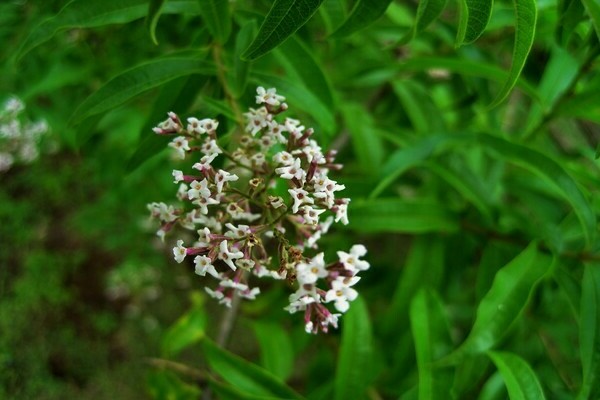 Aloysia photos