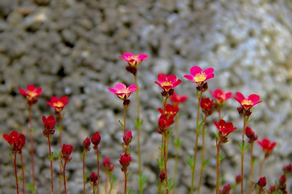 pagtatanim ng saxifrage + at larawan ng pangangalaga