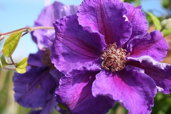 clematis