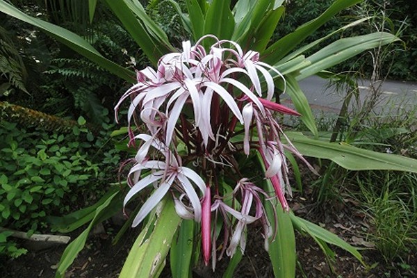 Crinum-Foto