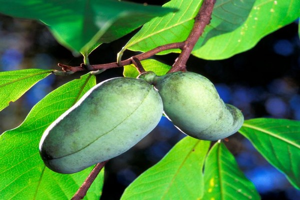 saging azimina