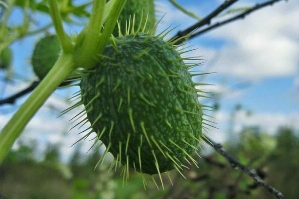 squirting cucumber