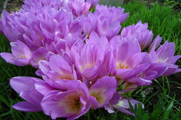 Colchicum