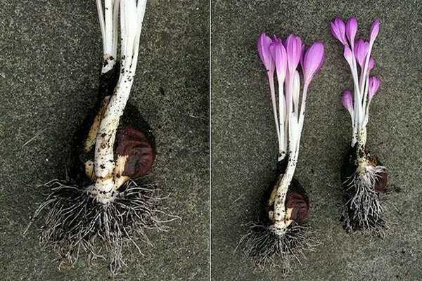 Colchicum: pagtatanim