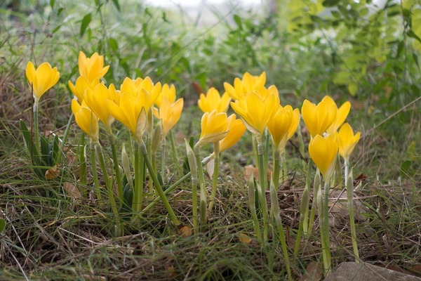 Colchicum