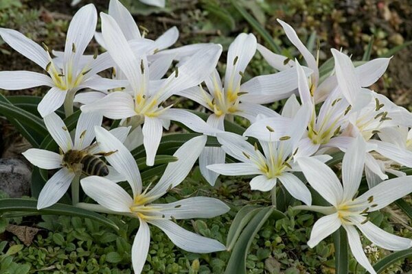 Colchicum