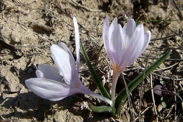 Colchicum