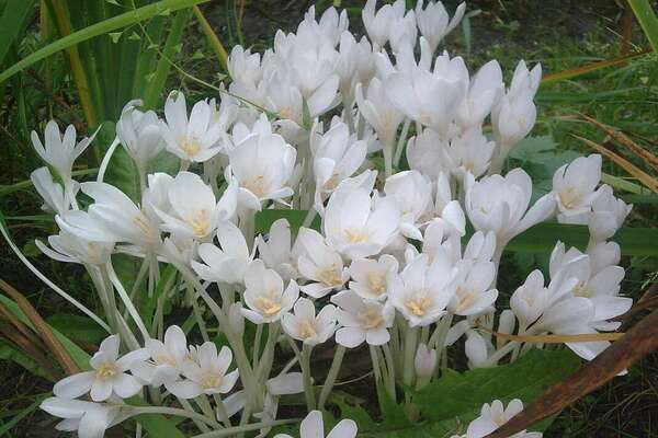 Colchicum