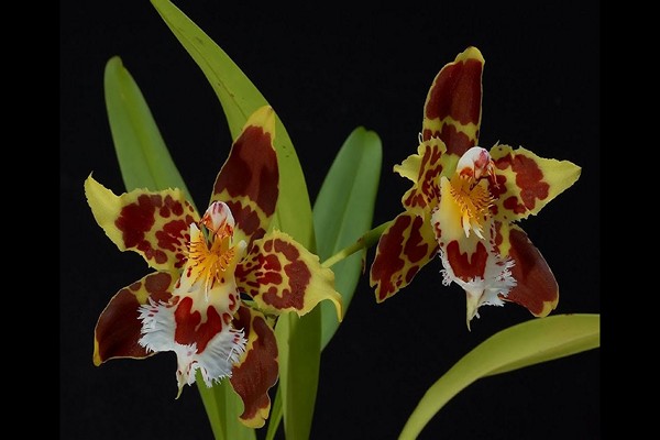 variétés d'odontoglossum