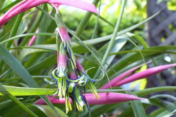 fotografije bilbergia