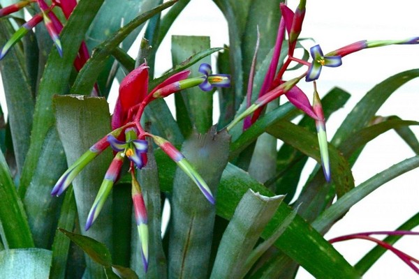 bilbergia photos