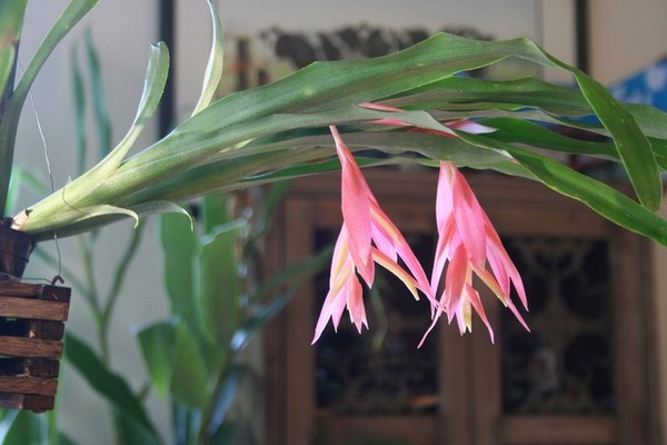 Bilbergia Zimmerpflanzen