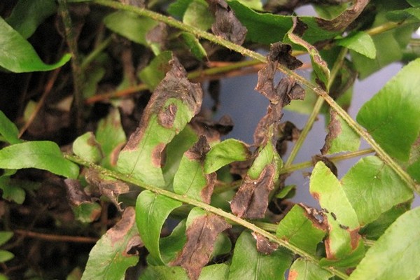 indoor fern disease