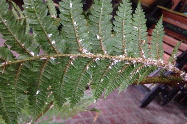 garden fern disease