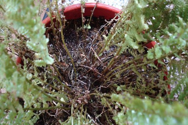 garden fern disease