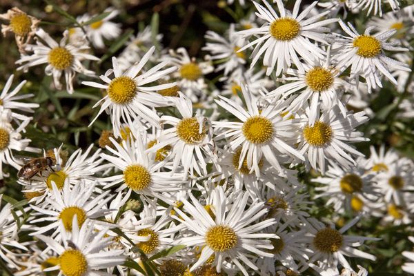 Boltonia fotografije