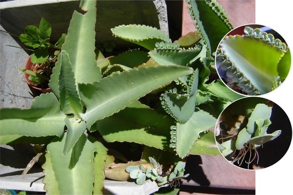 bryophyllum