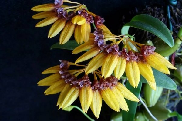 Larawan ng Bulbophyllum