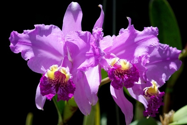 Cattleya-Foto