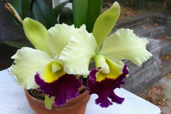 Cattleya-Foto