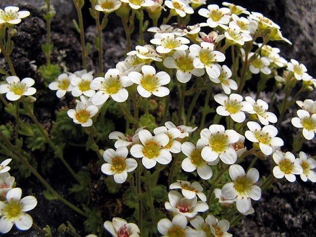 Saxifraga