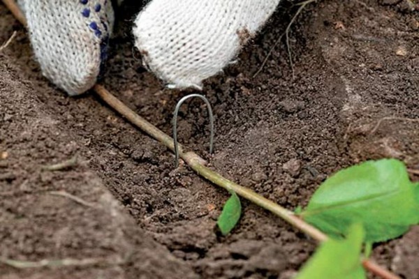 + how to propagate chokeberry by cuttings