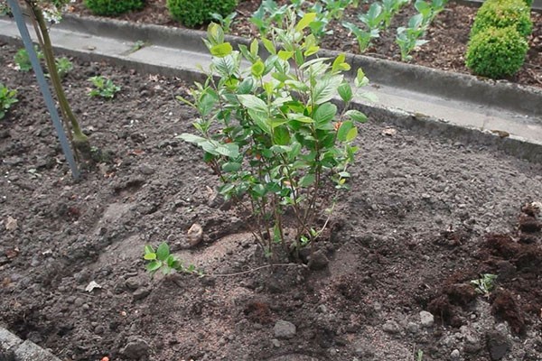 how to propagate chokeberry in autumn