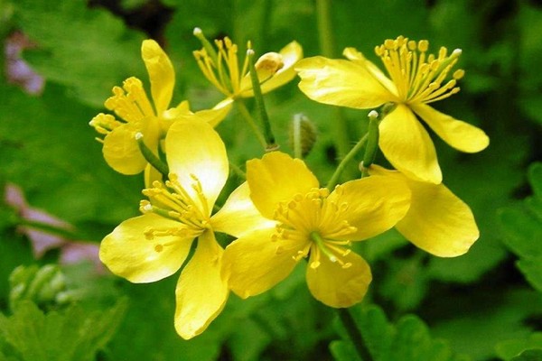 makulayan ng celandine