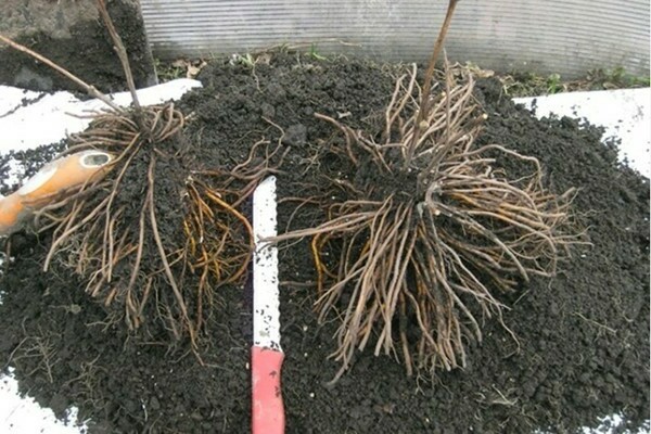 transplant of clematis