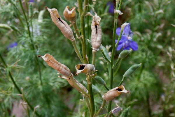 delphinium faded