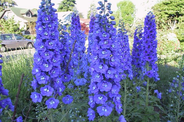 perennial delphinium