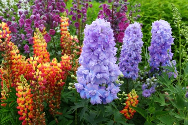 perennial delphinium