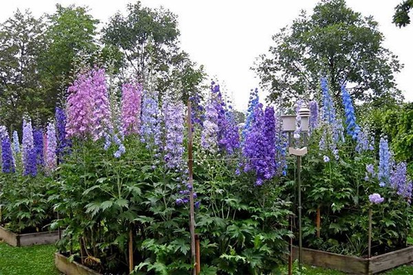 pangmatagalan delphinium