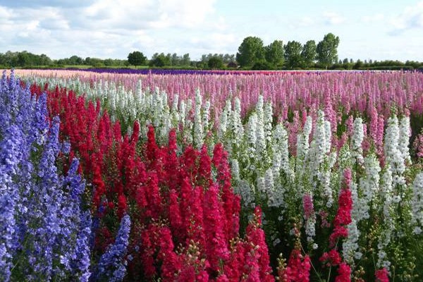 delphinium photo