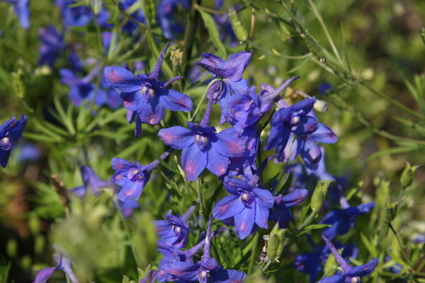 Delphinium Schmetterling Foto