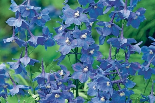 pangmatagalan delphinium