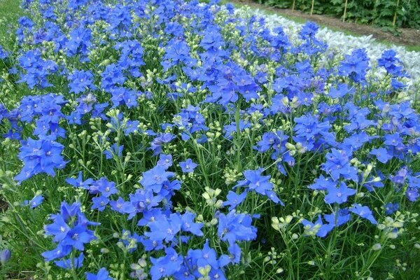 Fotografija Delphinium