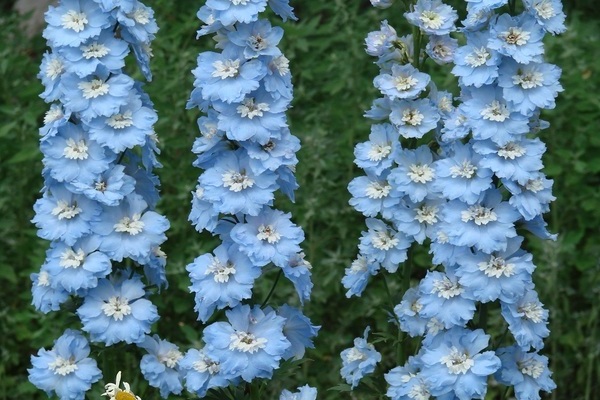 višegodišnji delphinium