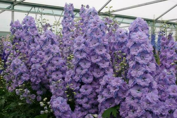 Delphinium Novi Zeland