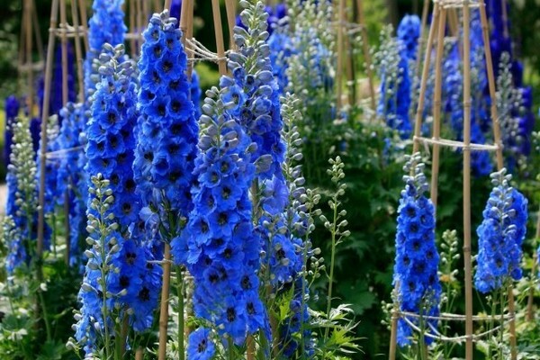 New Zealand Delphinium (photo)