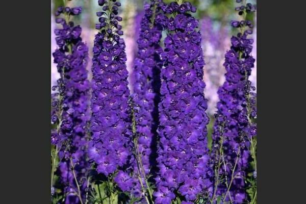 Delphinium Novi Zeland